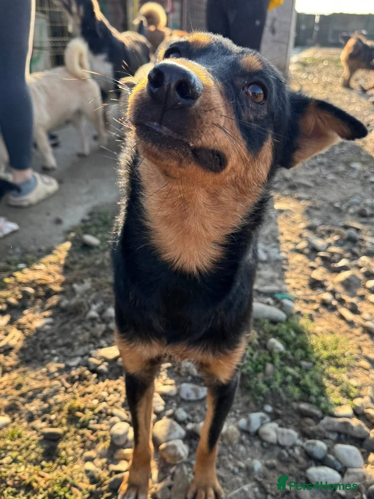 Shadow — Mixed Breed