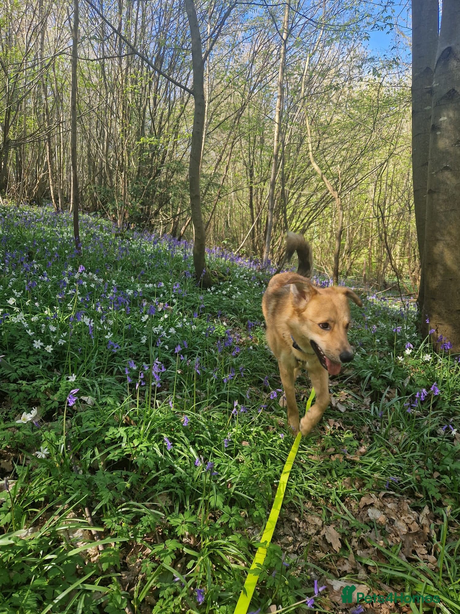 Cactus (yanik) photo 15