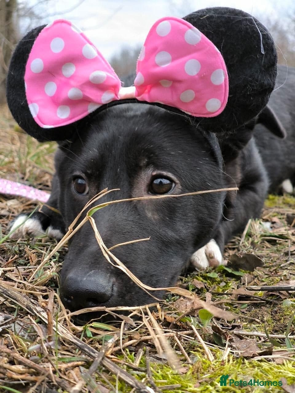 ️🐶 masha photo 4