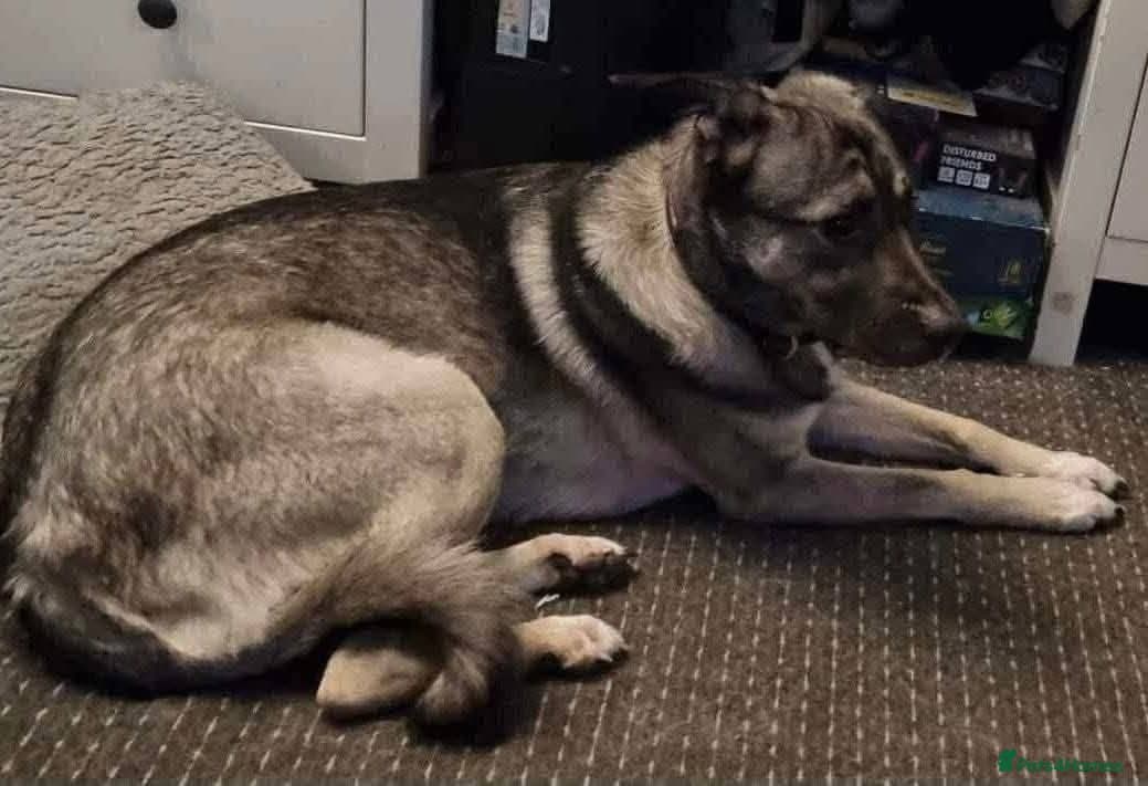 Meet Fagan, currently residing in Durham photo 7