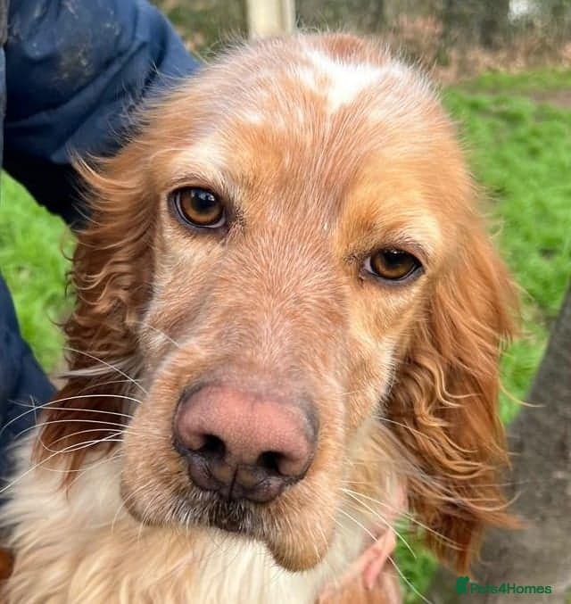 Tito — English Setter
