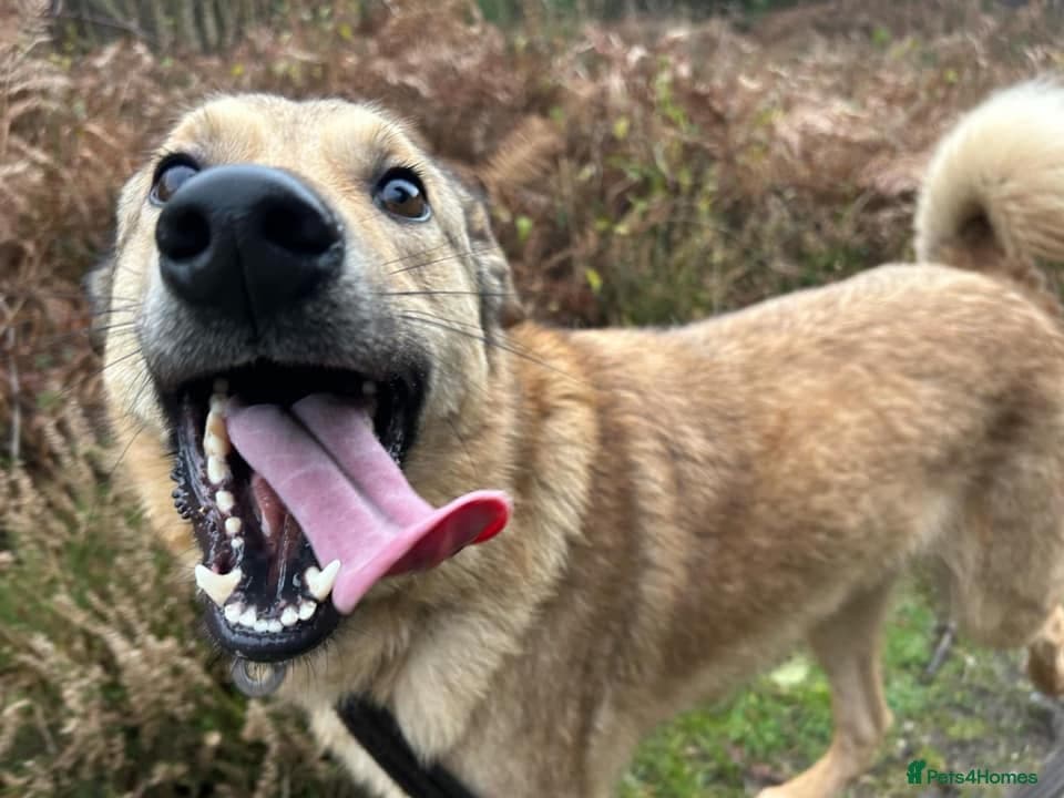 Pettern - Norwich Norfolk photo 16