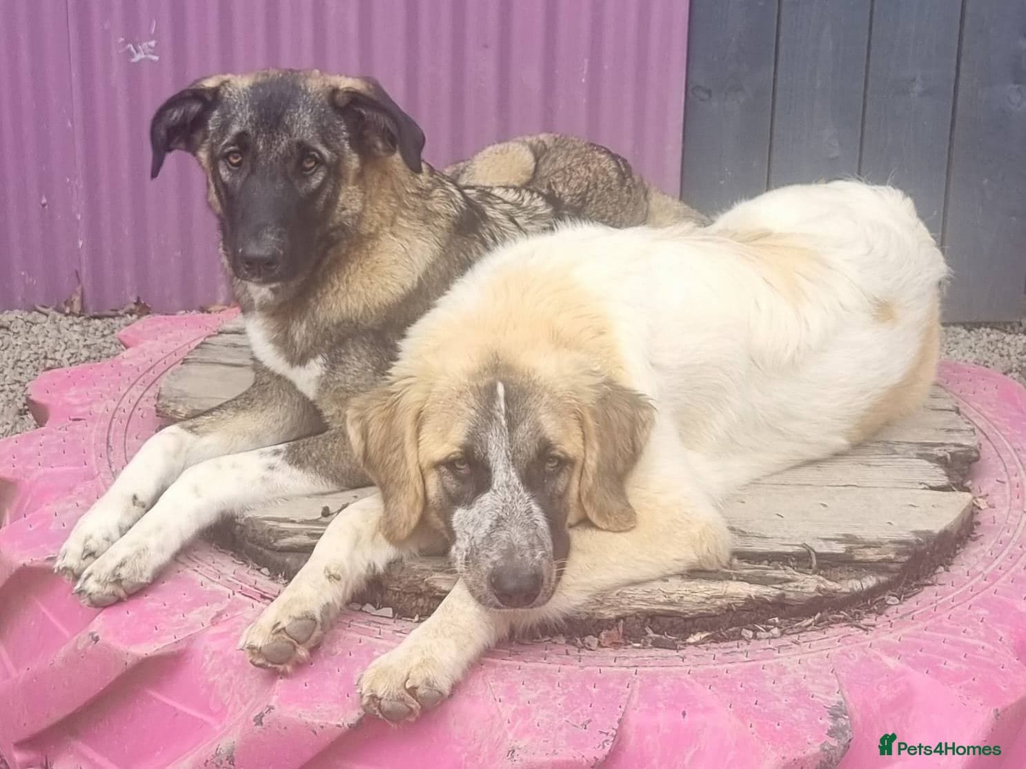 Skye - In Ayr photo 16