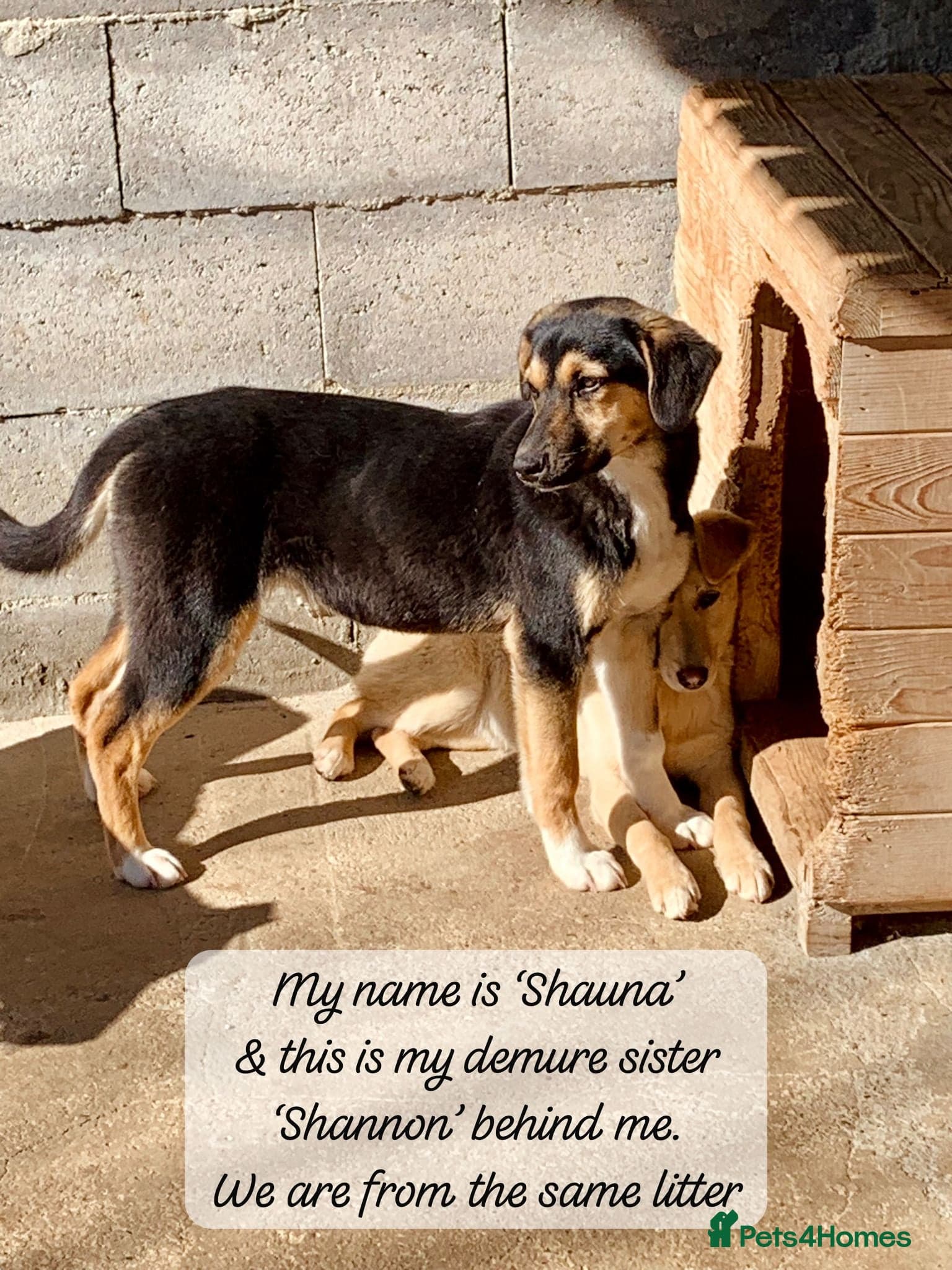 Shauna, 6 months approx. photo 4