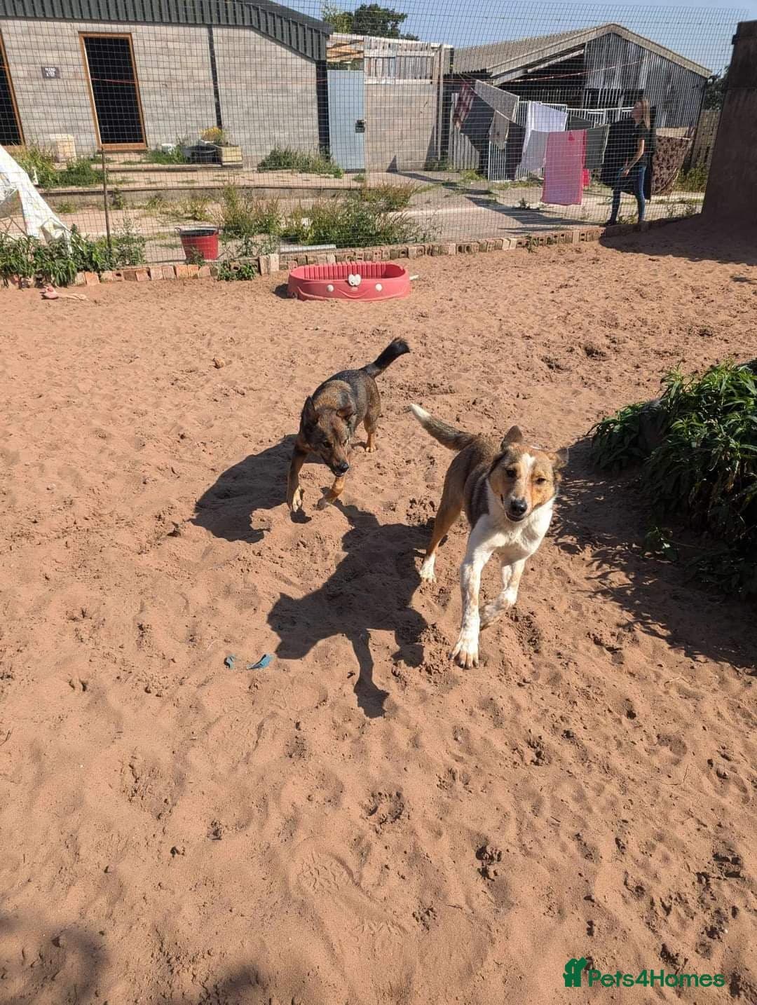 Meet Jake, currently residing in Cheshire photo 26