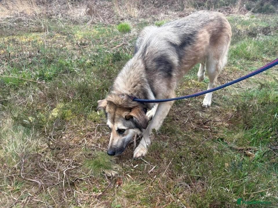 Molly - Norwich Norfolk photo 4