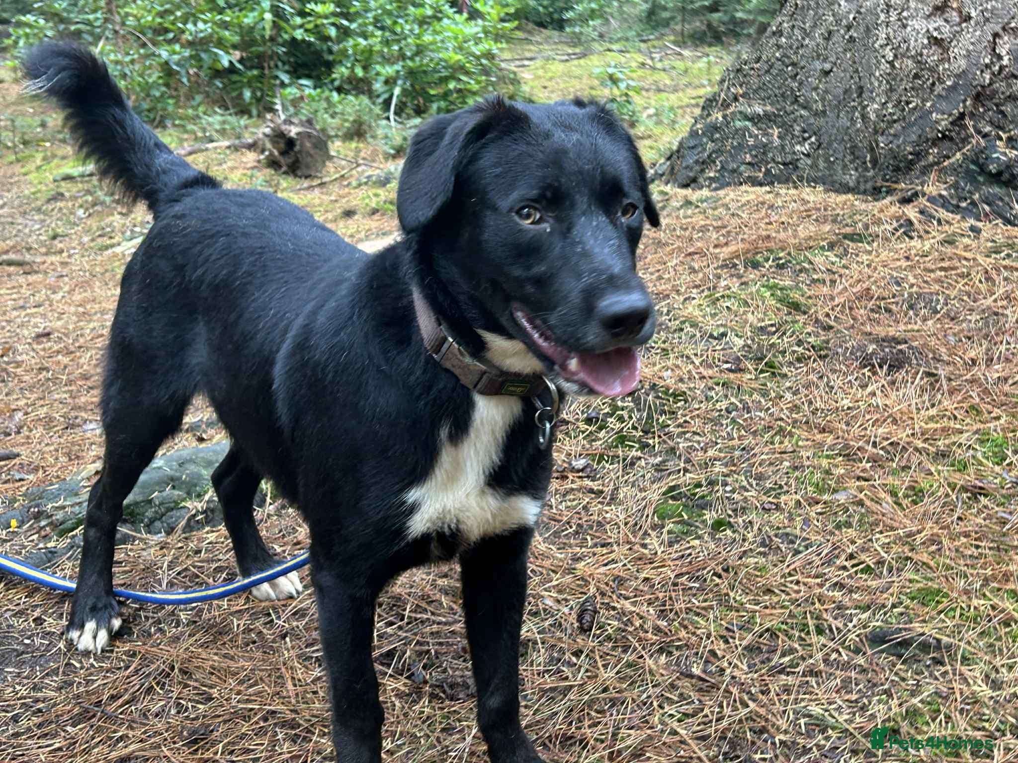 Barney - Norwich norfolk photo 35