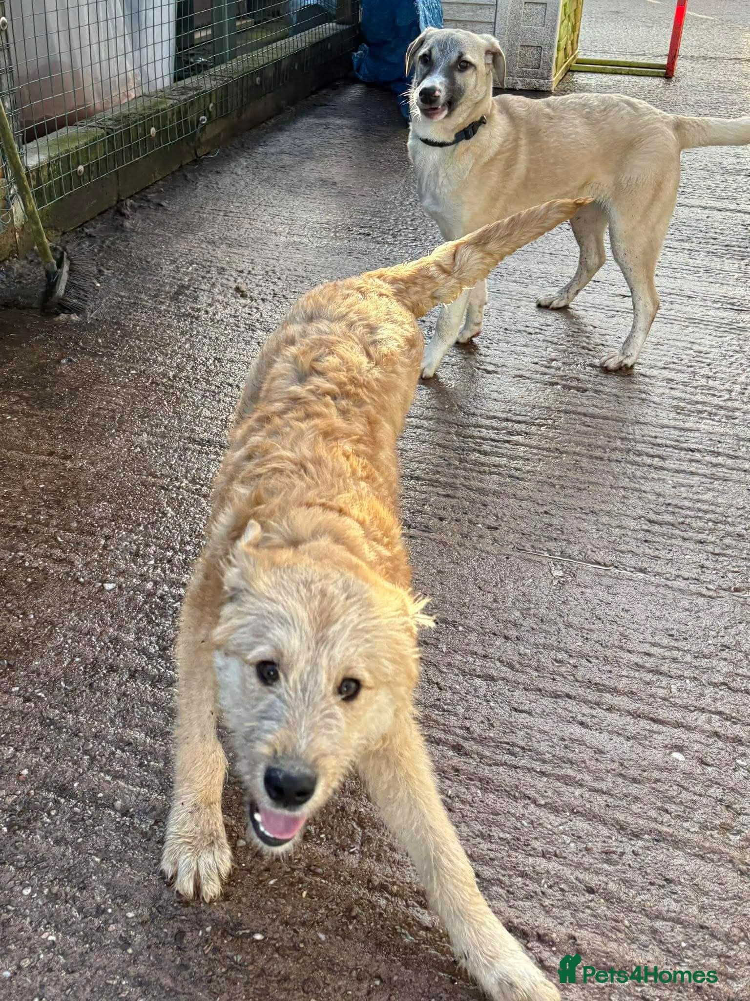 Meet Toby, currently residing in Essex photo 15