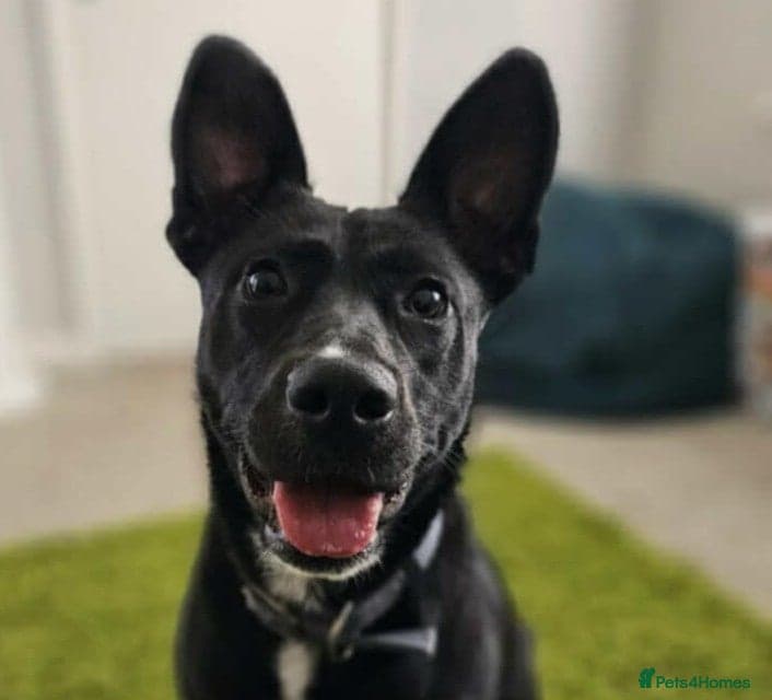 Hollie — Mixed Breed