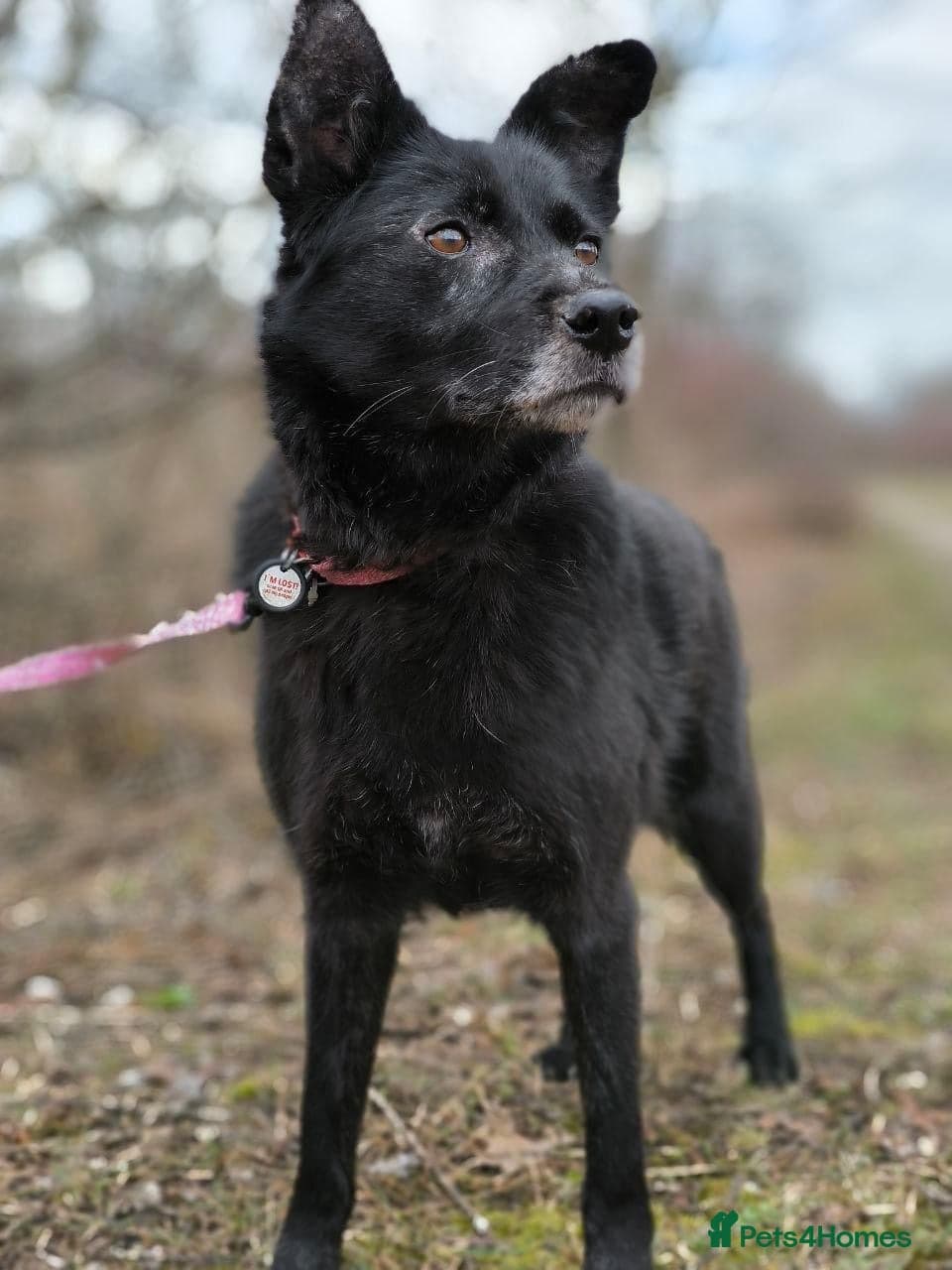 ๏ธ๐ถ tofa photo 5