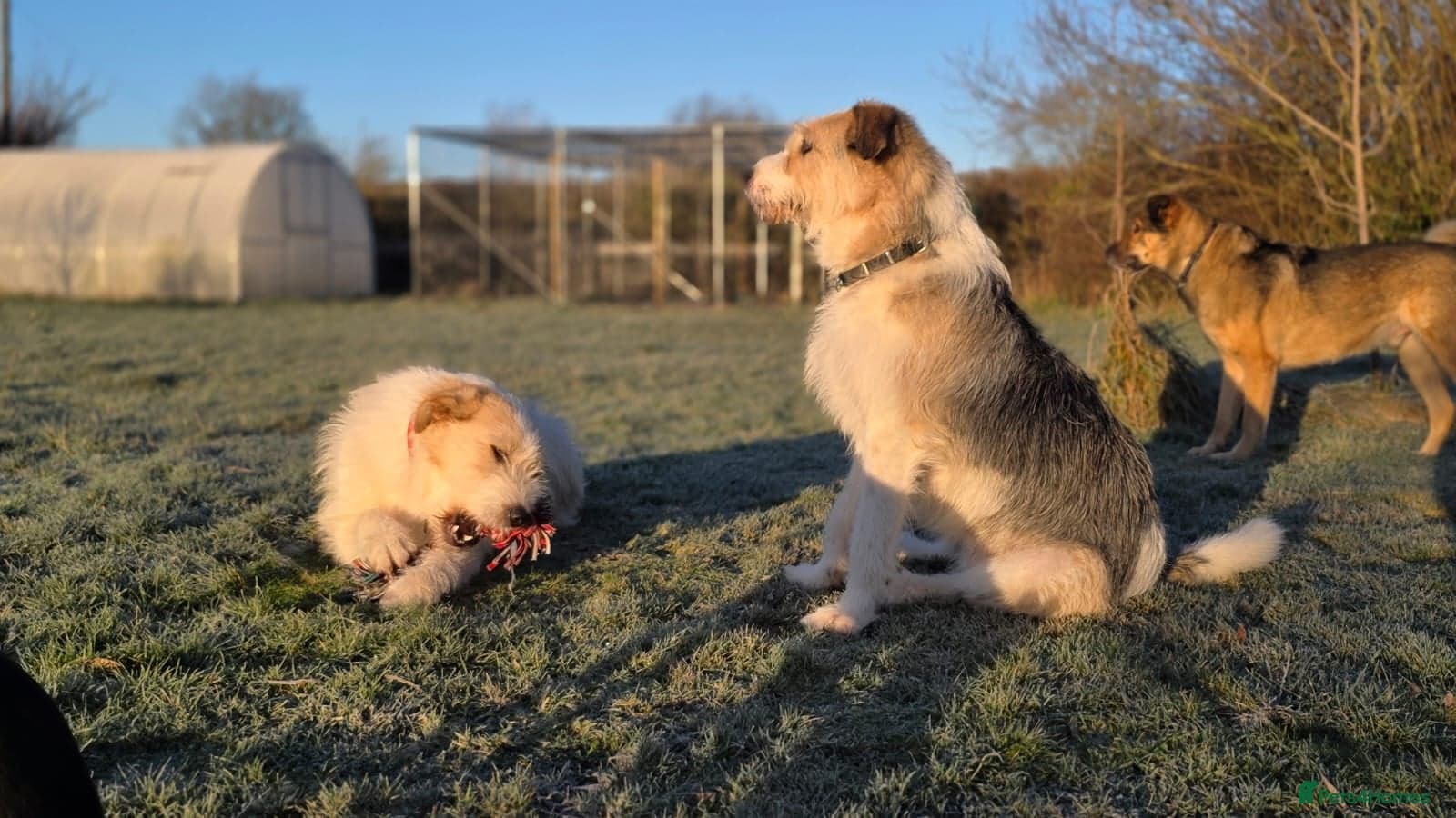 Hershey & Harley ๐ still Waiting photo 17