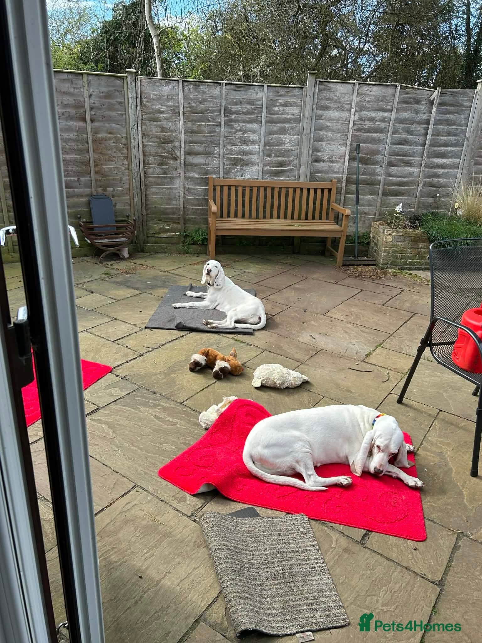 Tuna - lovely Griffon photo 7