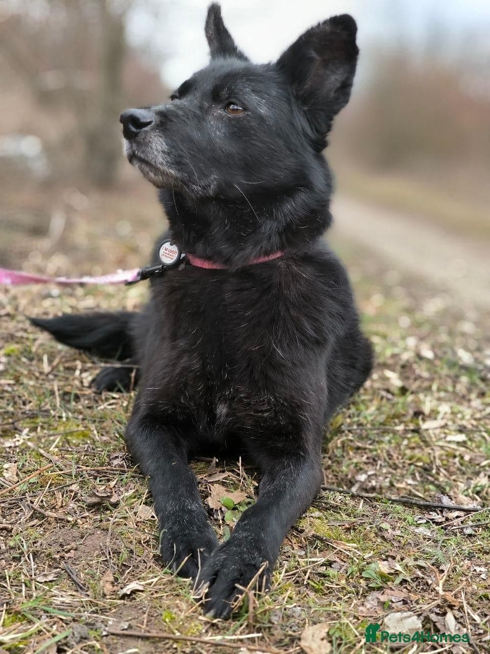 ๏ธ๐ถ tofa photo 11