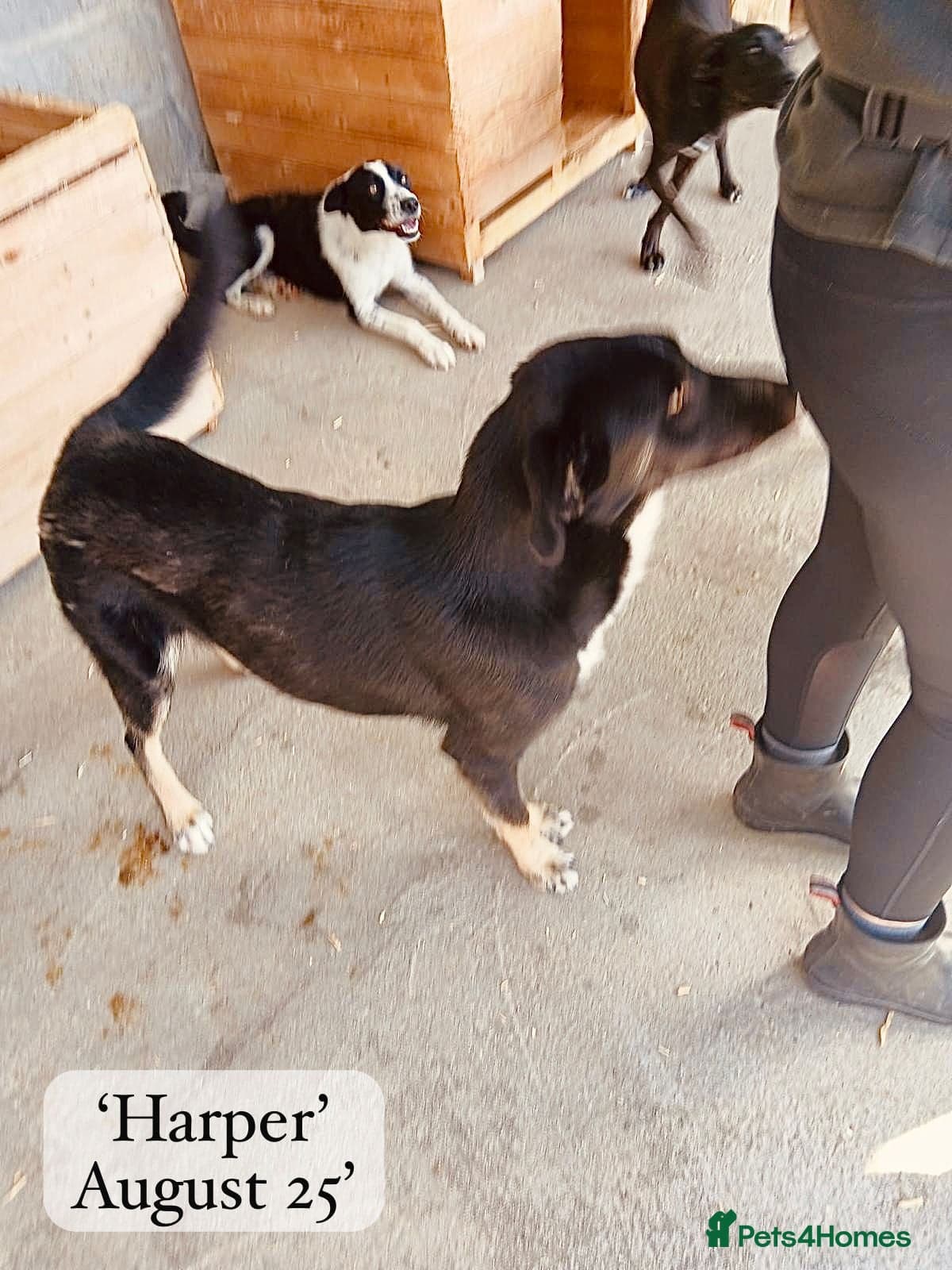 Harper, 2 yrs old approx. photo 7