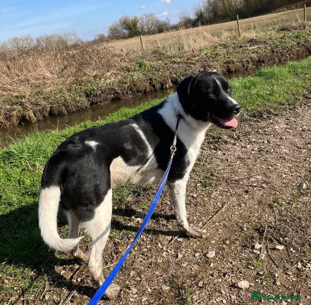 Caleb - our gentle giant💙 photo 5