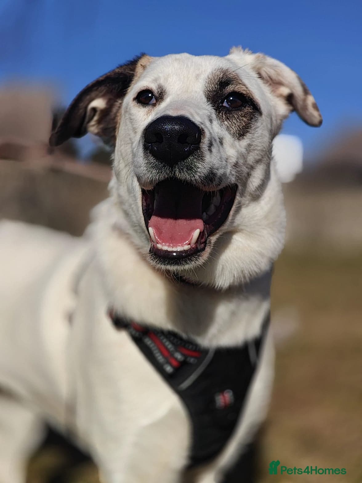 ️PLIAMKA❤️She photo 5