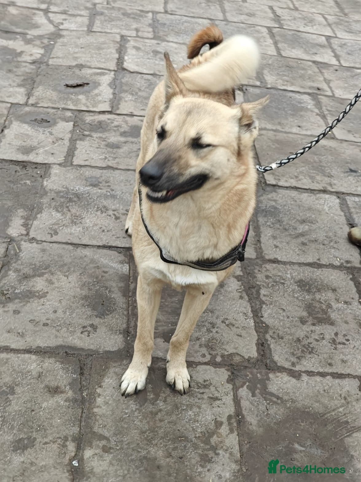 ️🐶 stacy photo 17