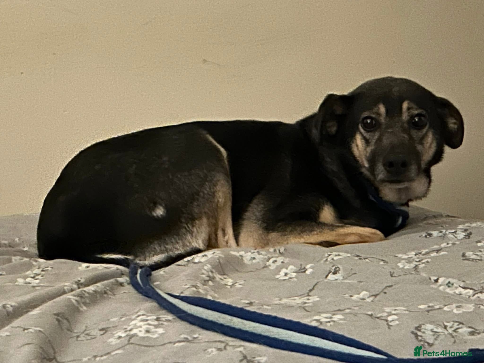 Joey - Norwich Norfolk photo 7