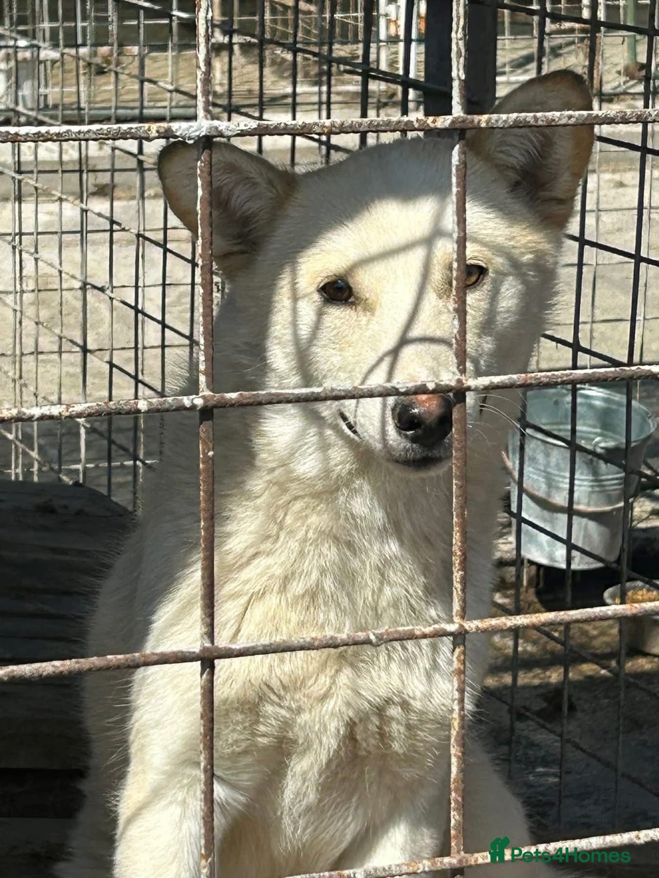 Song - Norwich Norfolk photo 4