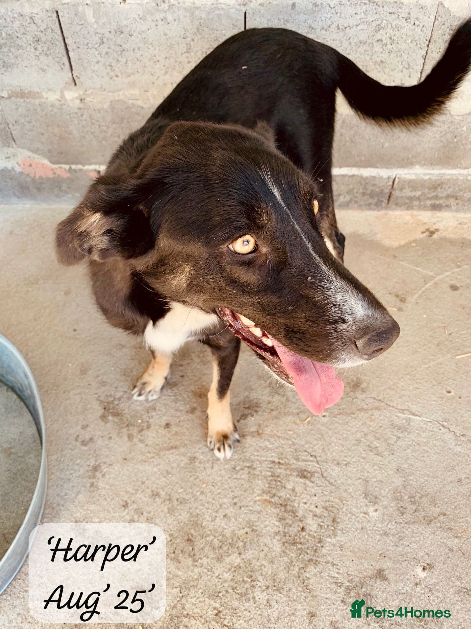 Harper, 2 yrs old approx. photo 28