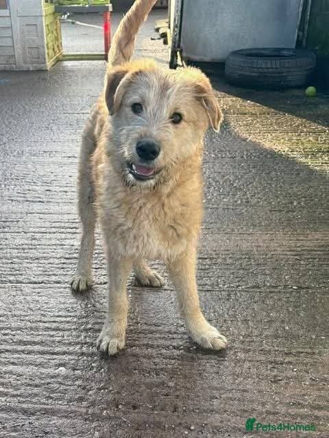 Meet Toby, currently residing in Essex photo 4