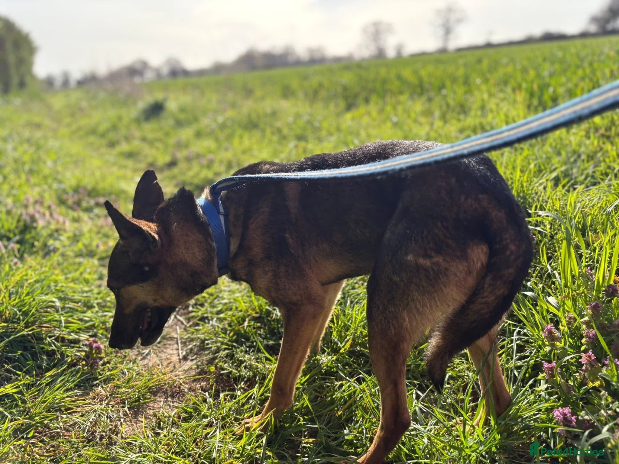 Jenkins - Norwich Norfolk photo 4