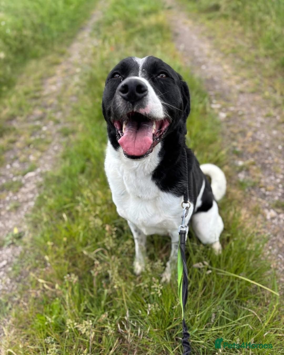 Caleb - our gentle giant💙 photo 8