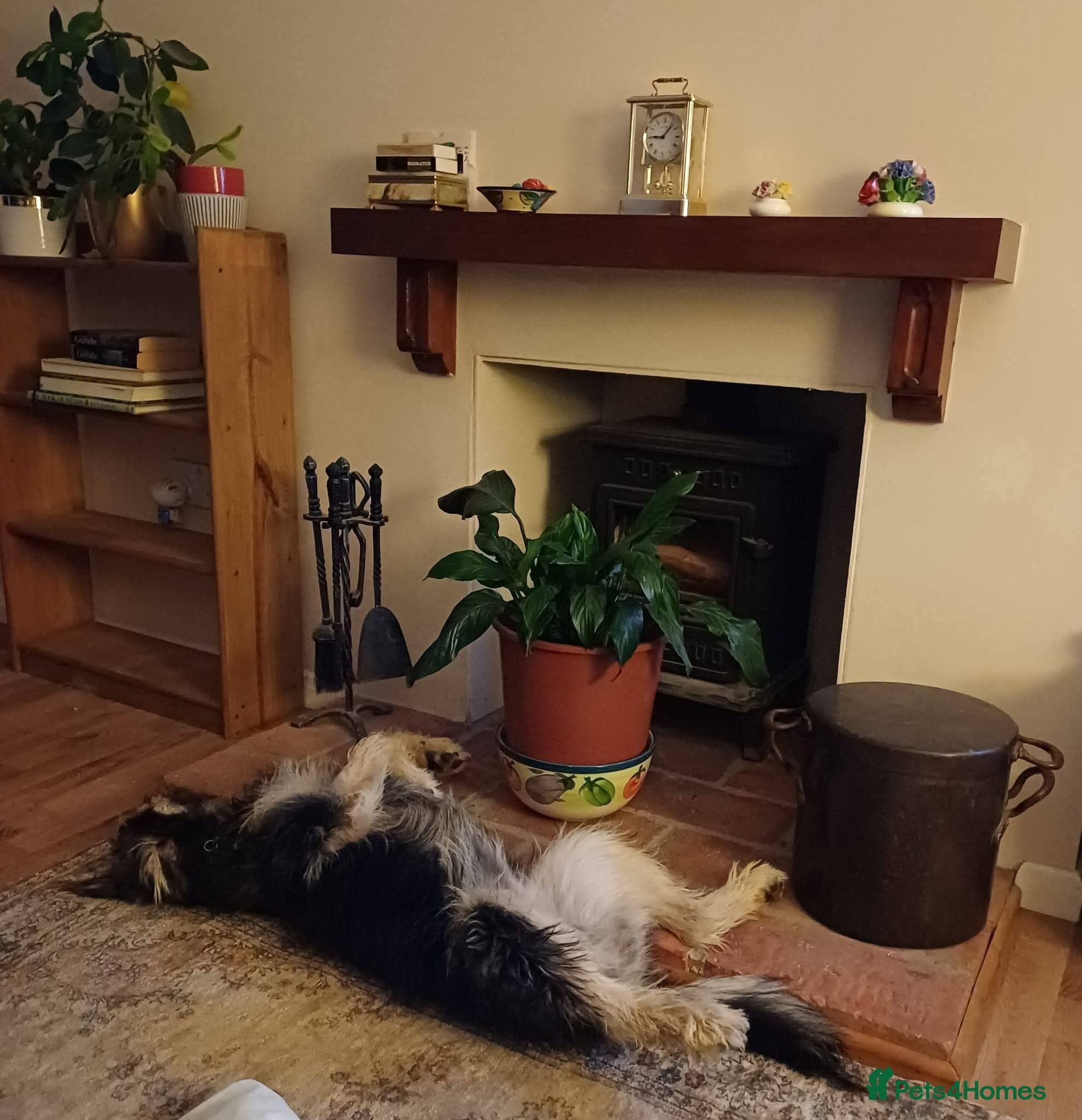 Meet Courgetti, currently residing in Norfolk photo 9