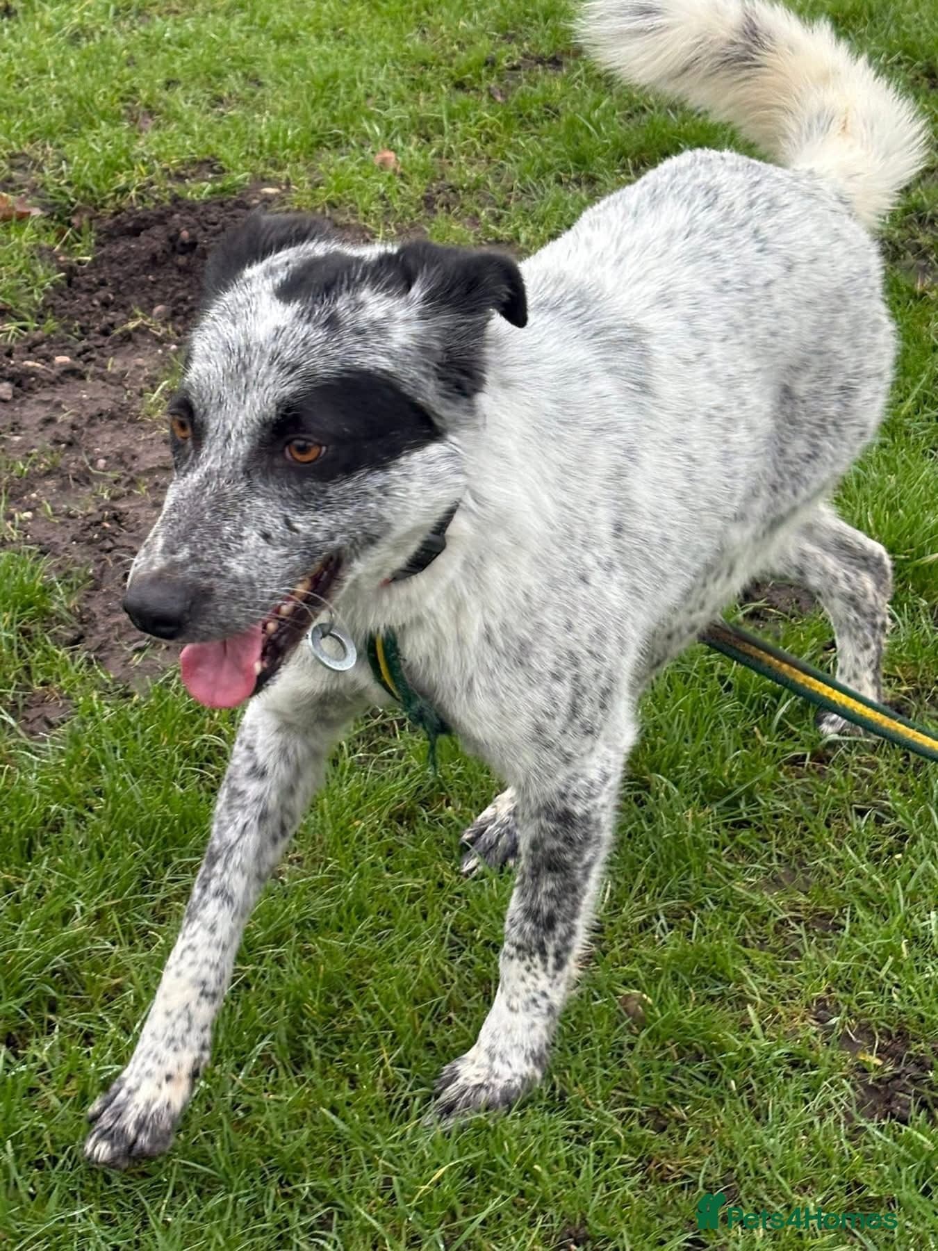 Cessil - Norwich Norfolk photo 19