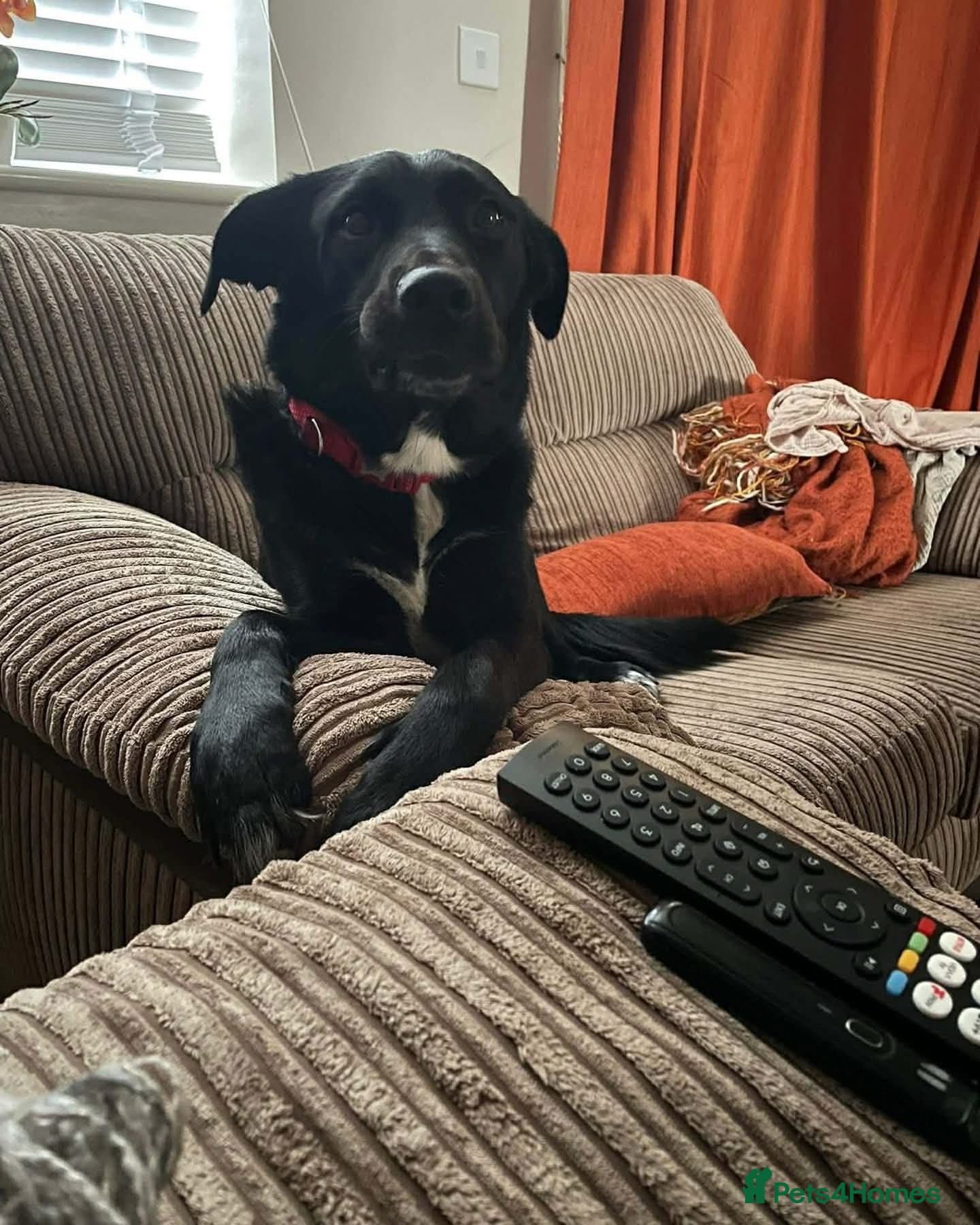 ️beautiful nova ✨️ photo 5