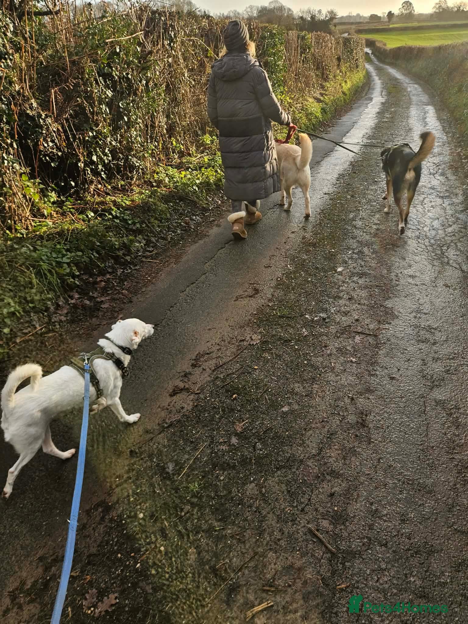 Sweet senior Bobby photo 7