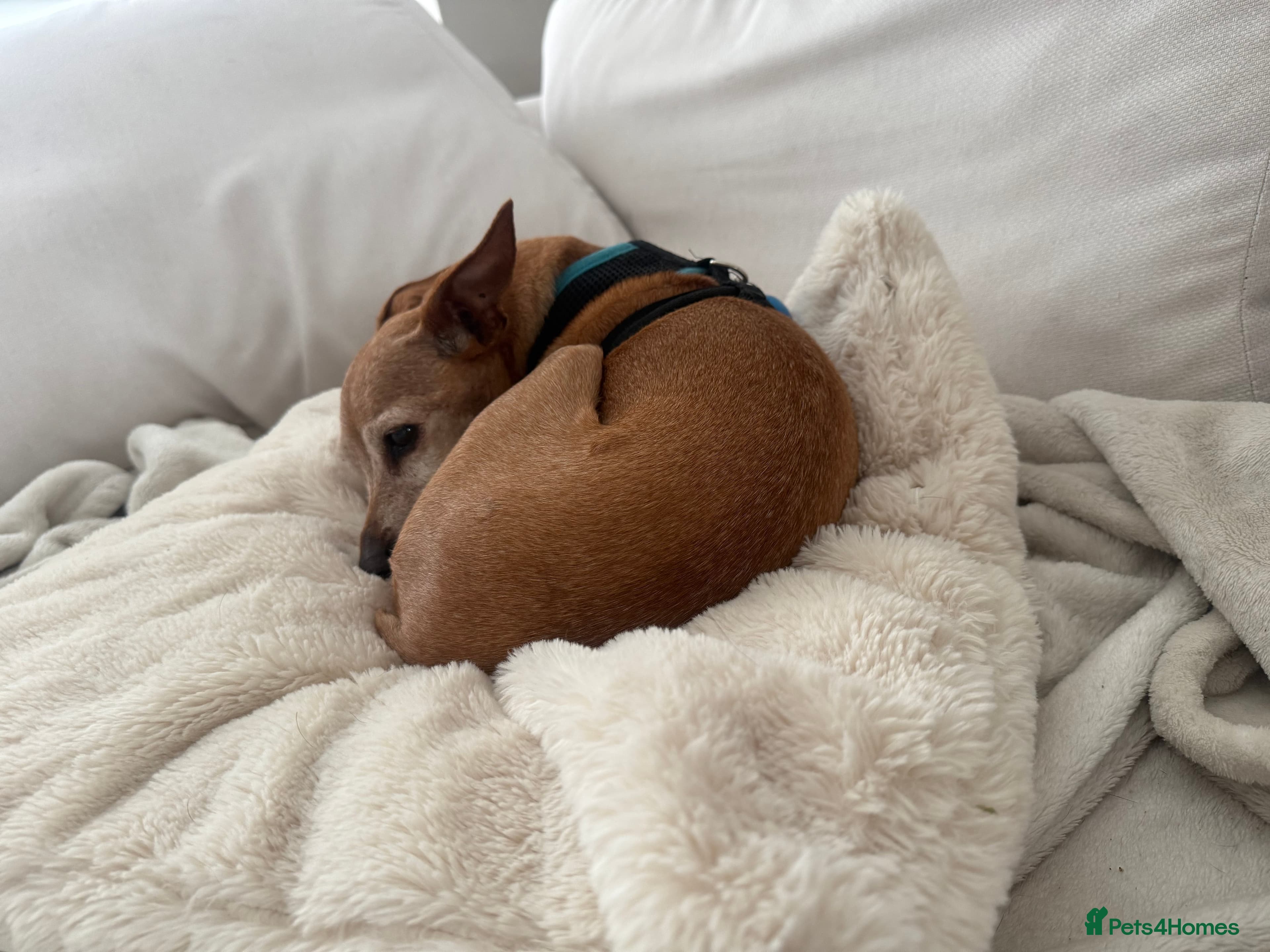 Our little pensioner photo 3