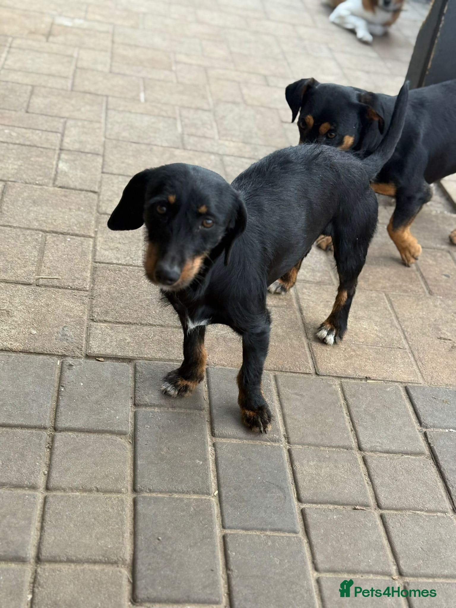 Lovely Cooper ready for his home! photo 10