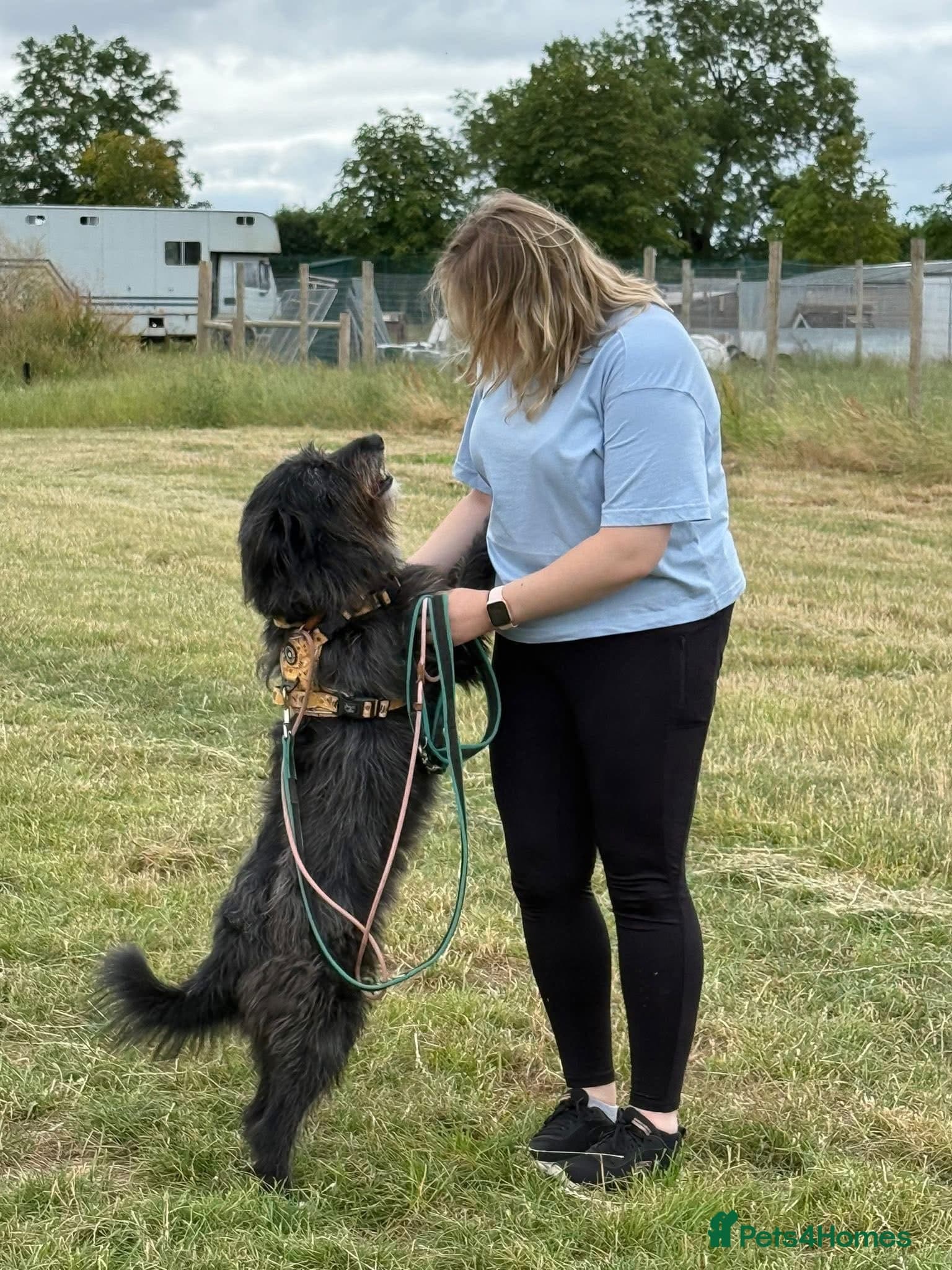 Herbie 💚 Female-only home needed! photo 5