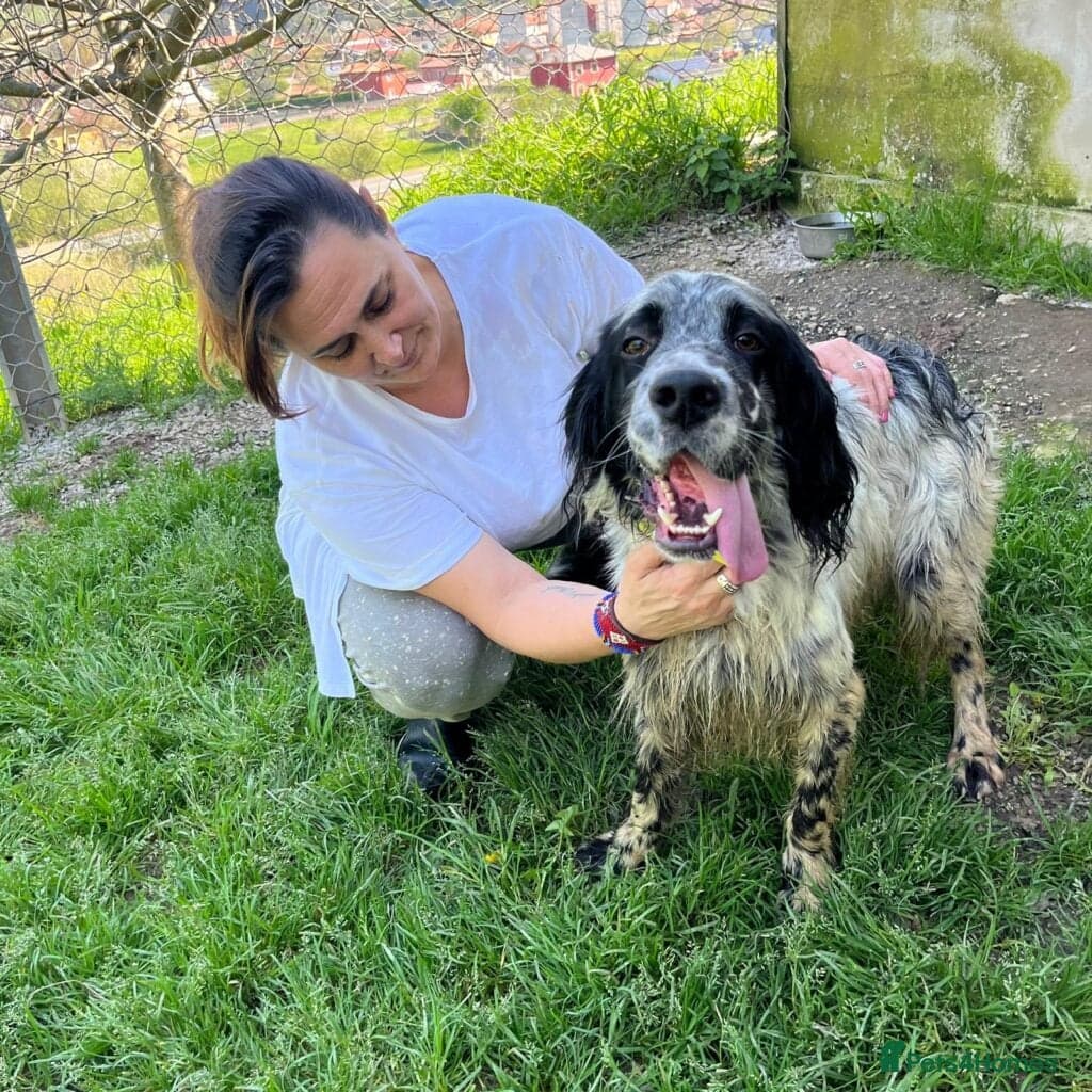 Bairon — English Setter
