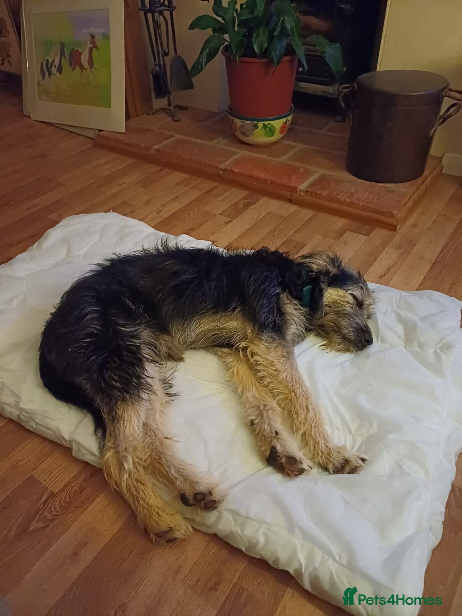 Meet Courgetti, currently residing in Norfolk photo 8