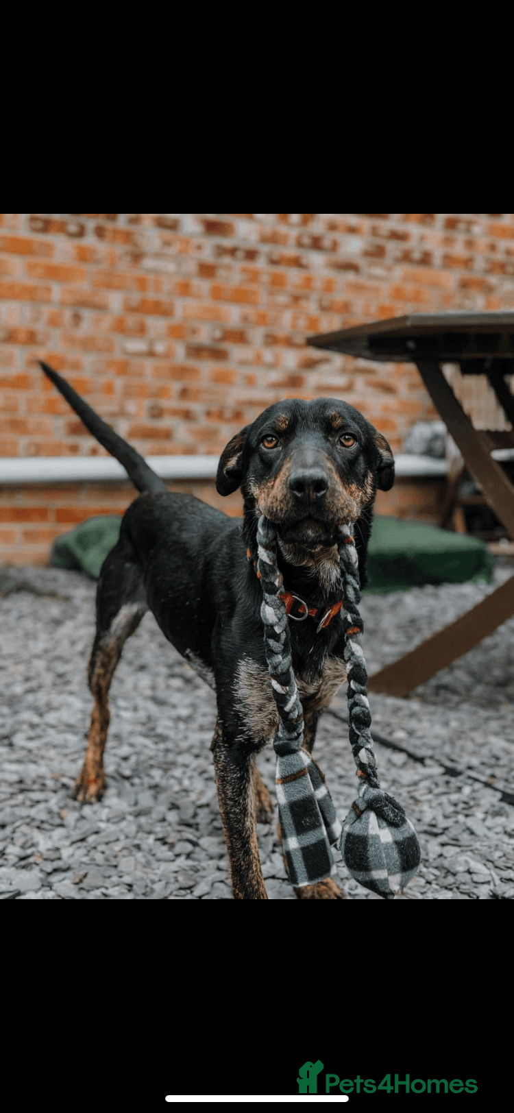 Madonna 18 month old female photo 6