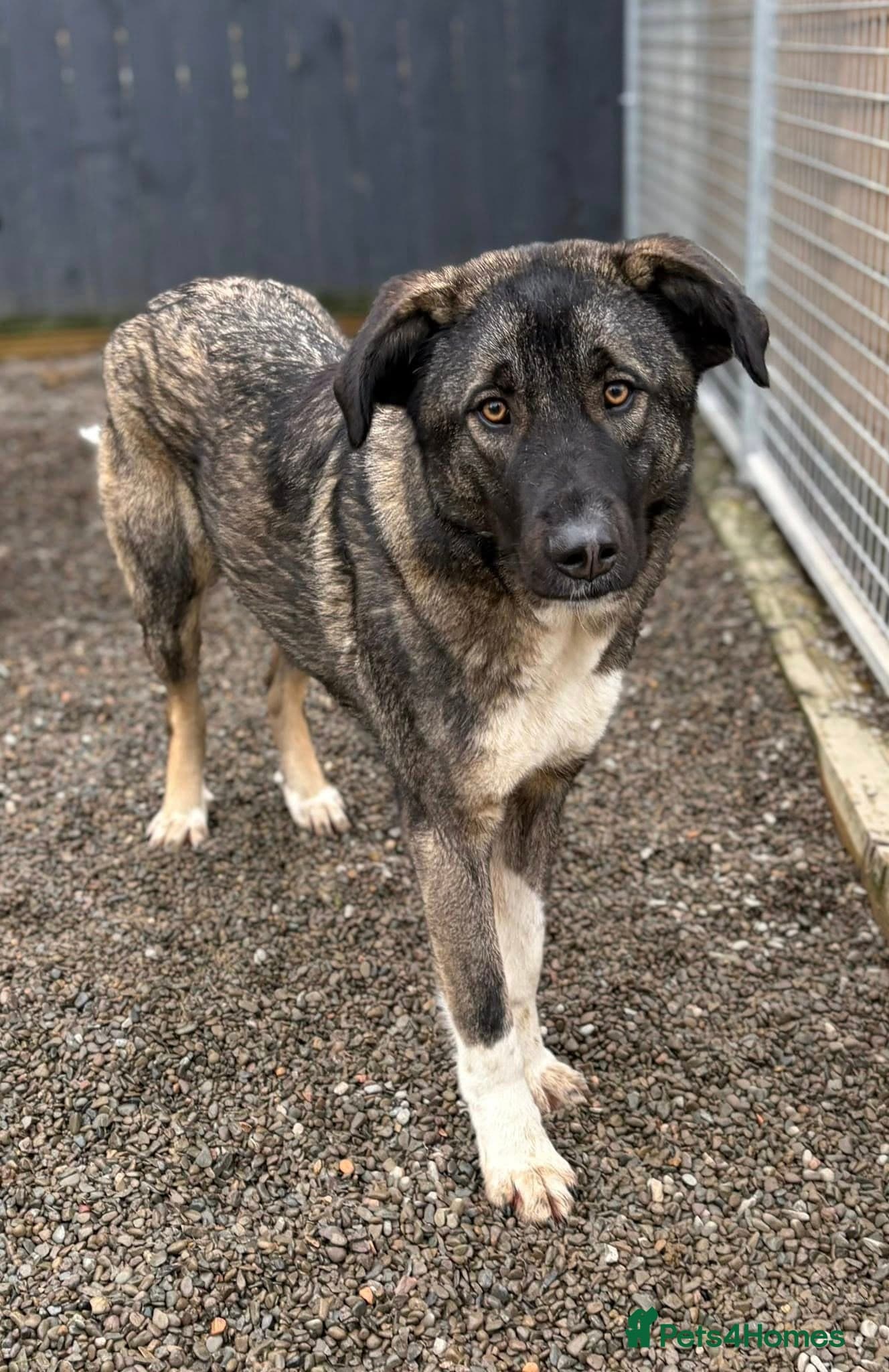 Skye - In Ayr photo 2