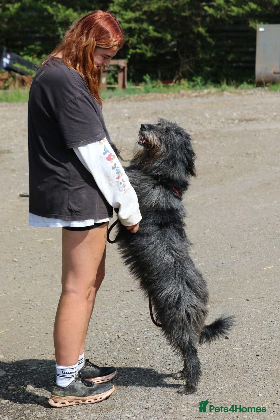 Herbie 💚 Female-only home needed! photo 9