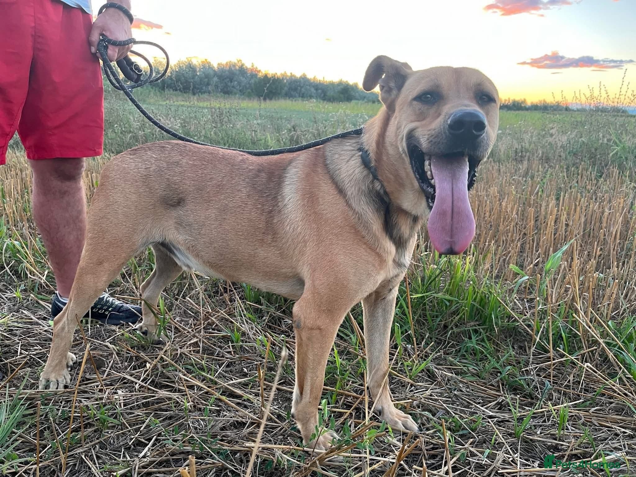 Thor - Dereham Norfolk photo 13