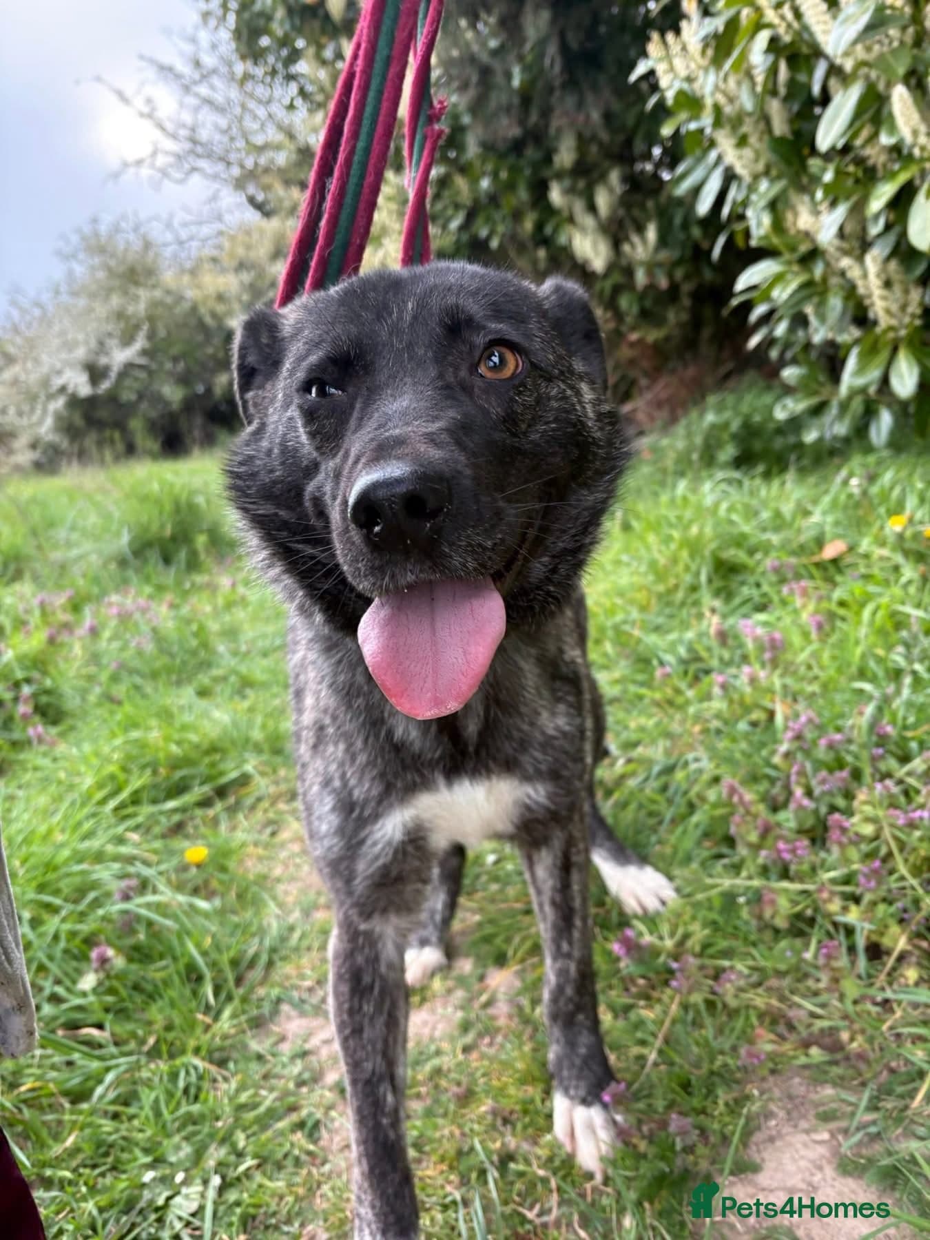 Jasper - Norwich Norfolk photo 6