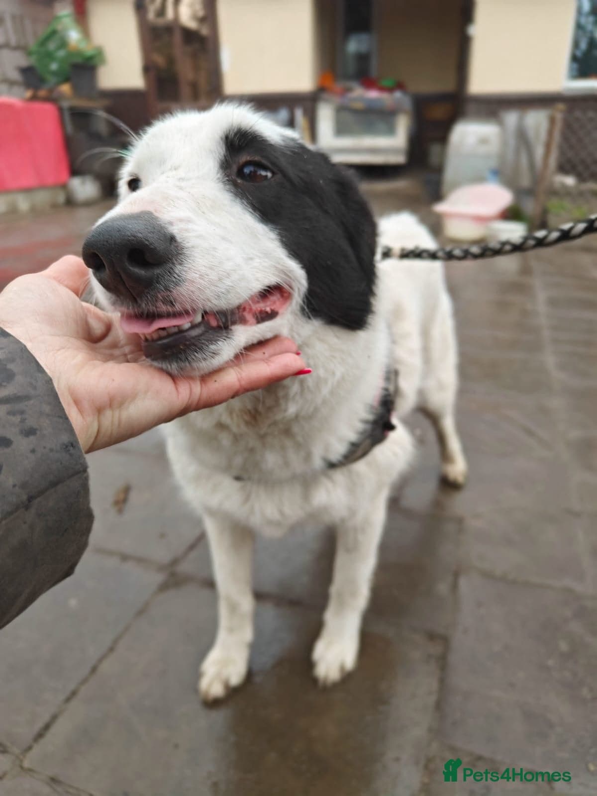 ️🐶 suzy photo 4