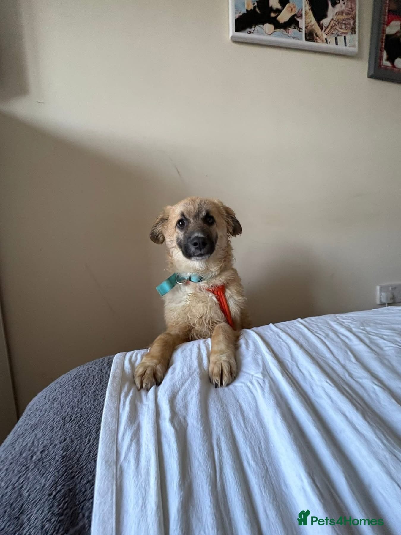 Finn - Norwich Norfolk photo 10