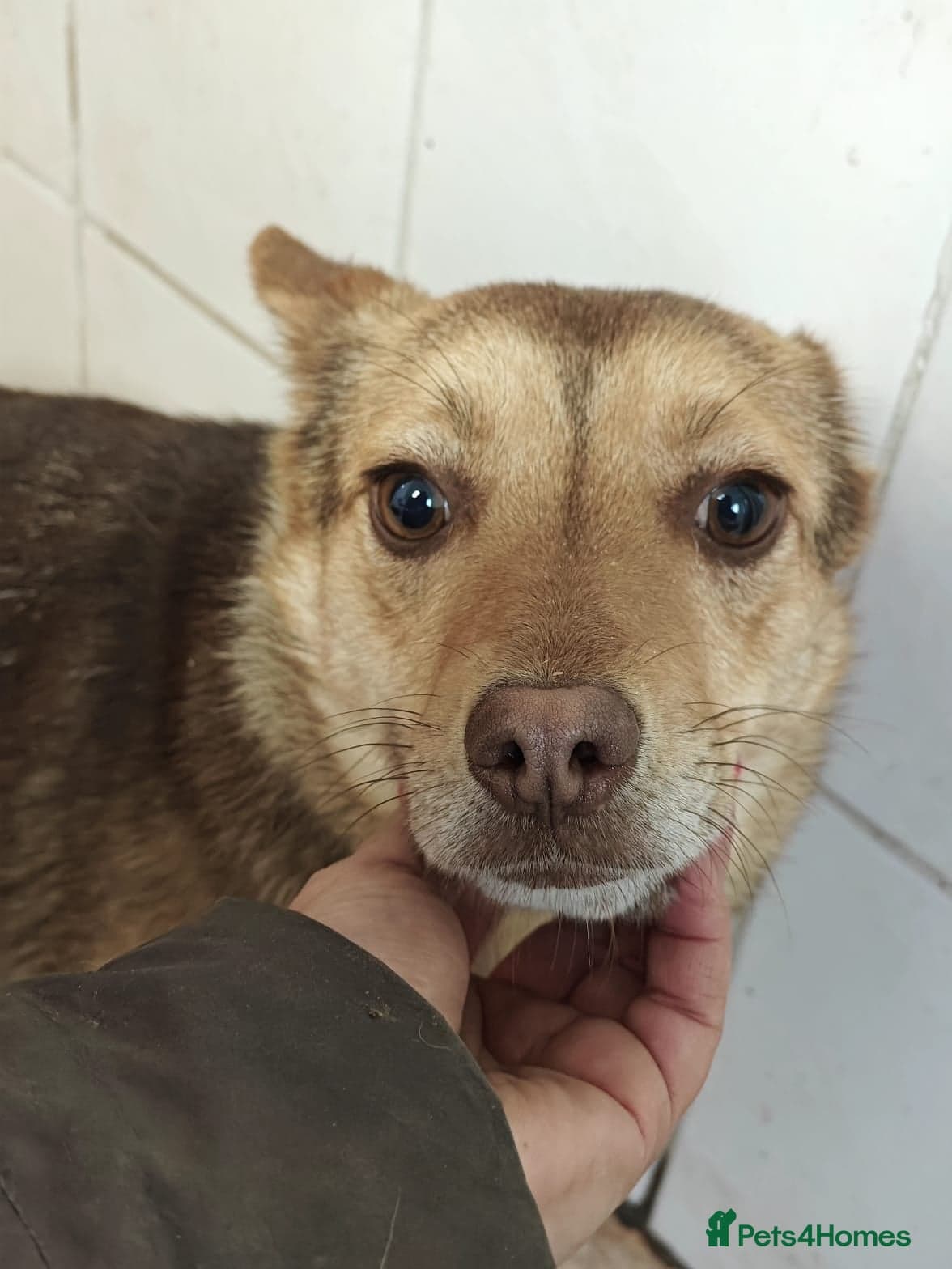 ️🐶 rudya photo 13