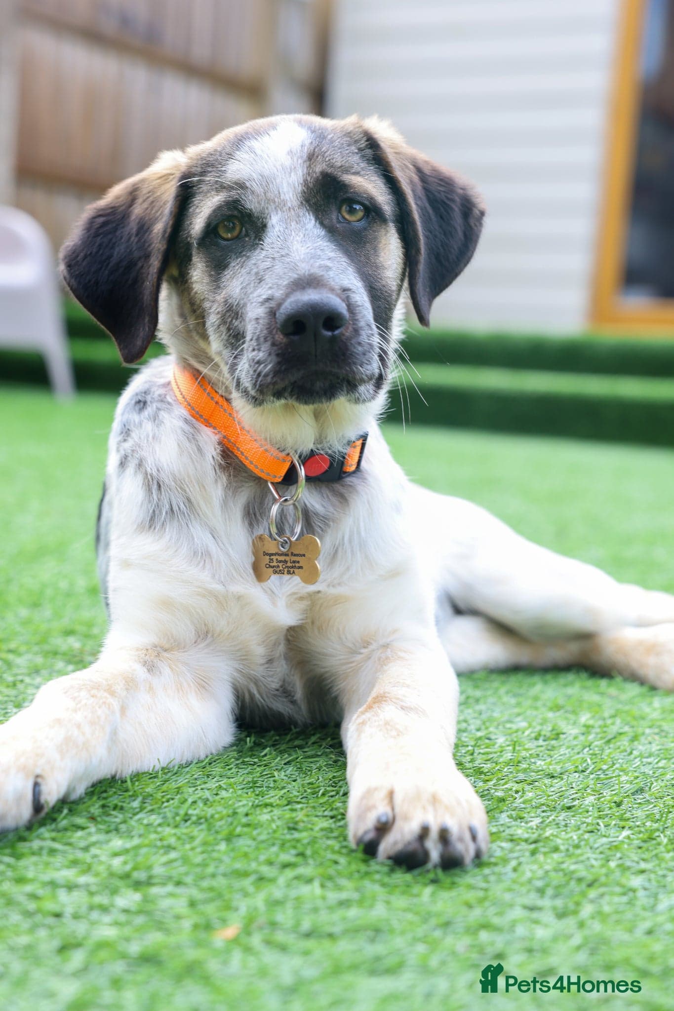 Easygoing Electra - Colourful Lab type photo 5