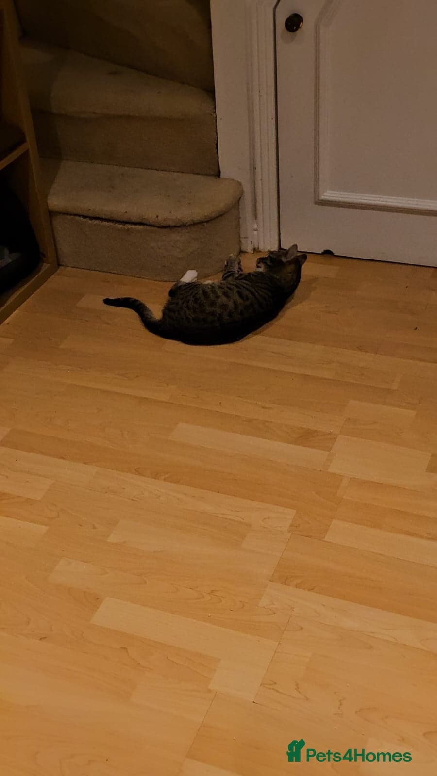 yr old Rescue Cat photo 7