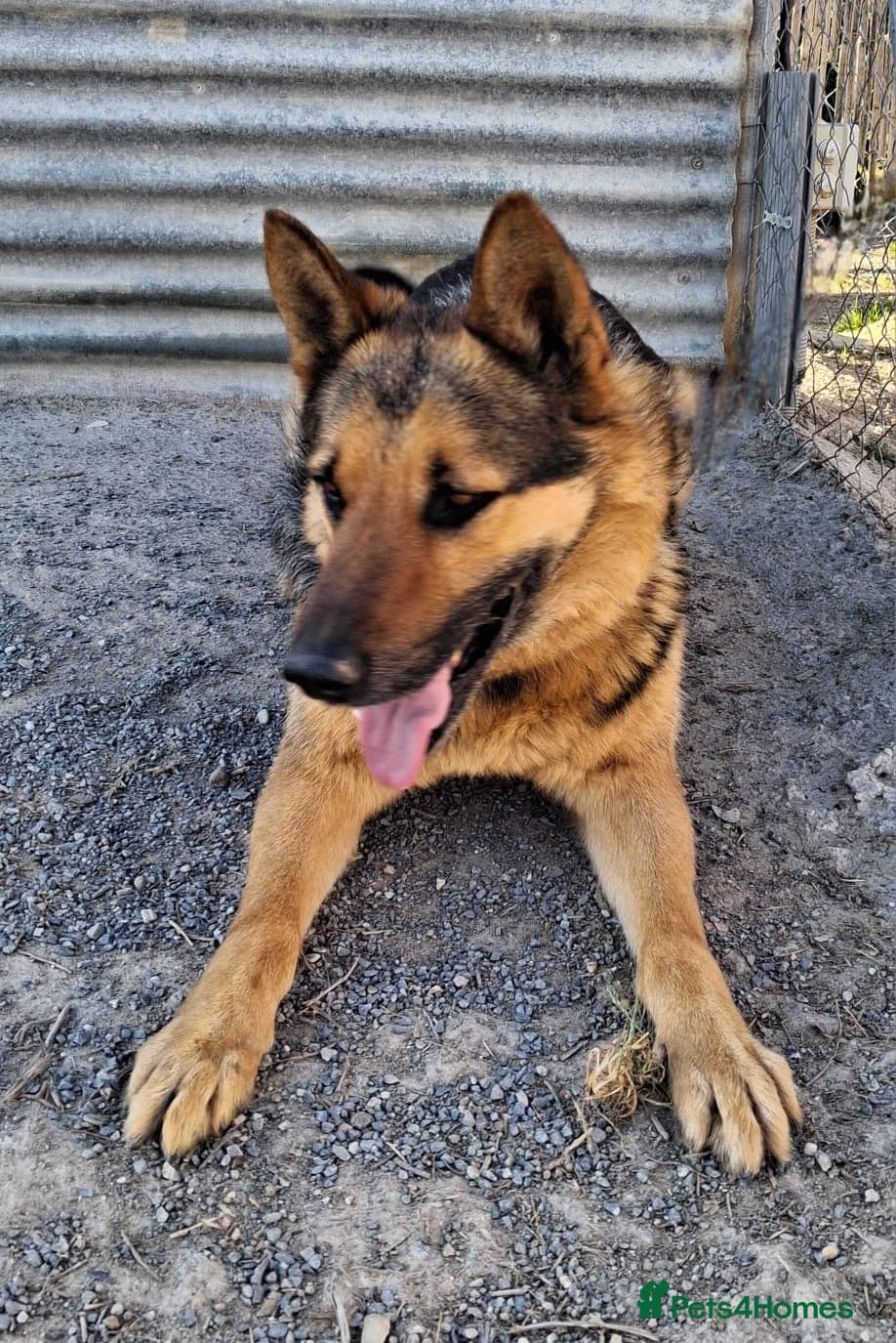 ️URGENT‼️🚨 Bandit 💙🐾 photo 16