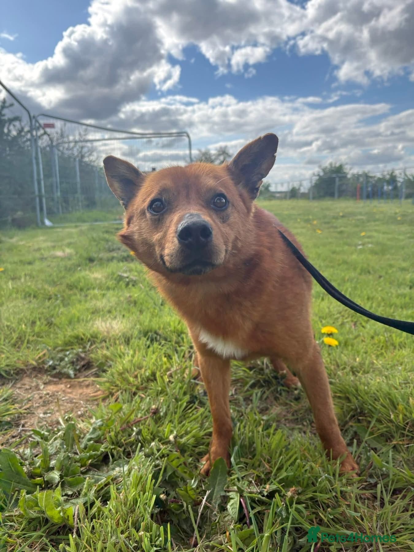 Eli - Norwich Norfolk photo 11