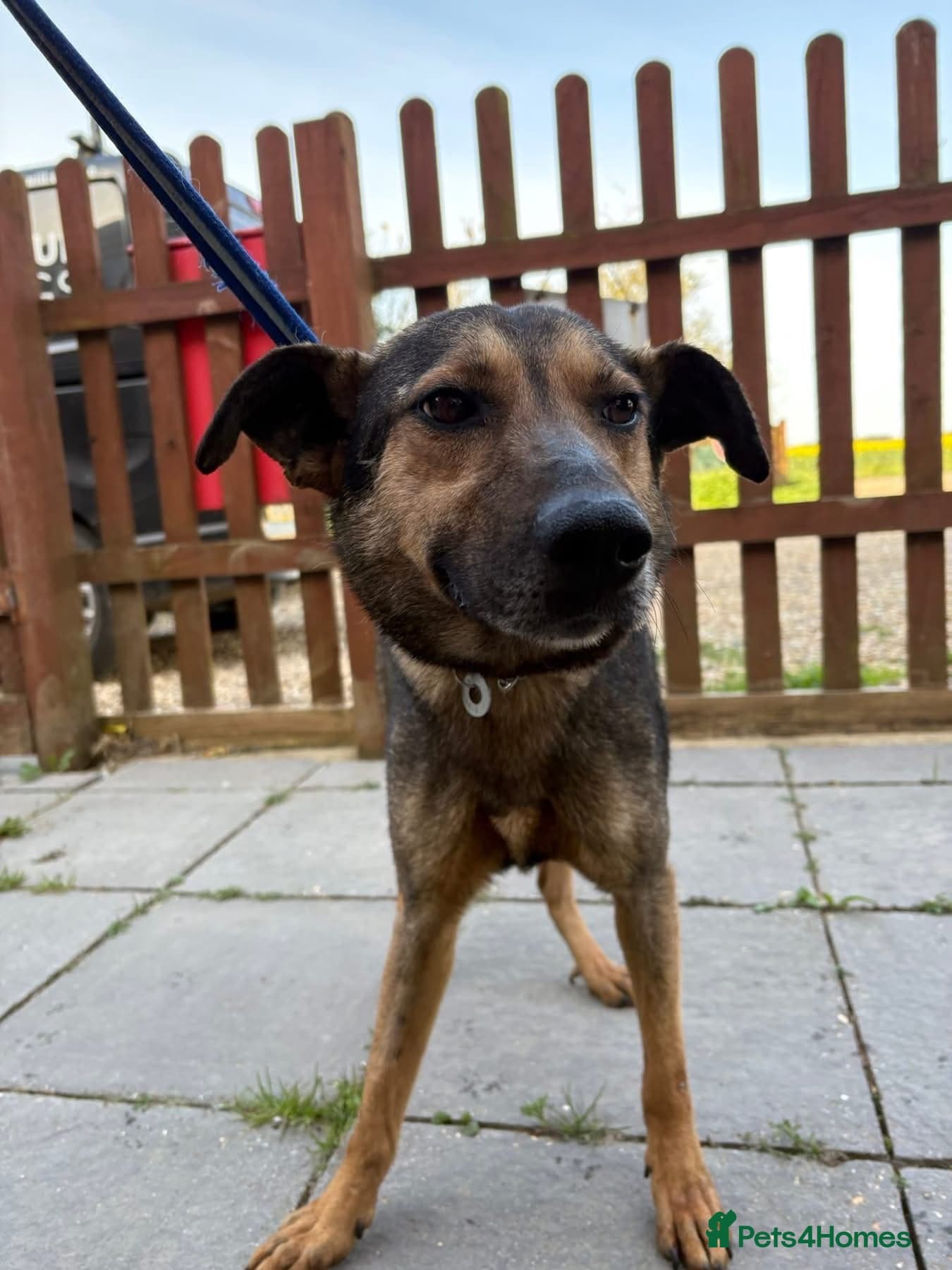 Jenkins - Norwich Norfolk photo 7