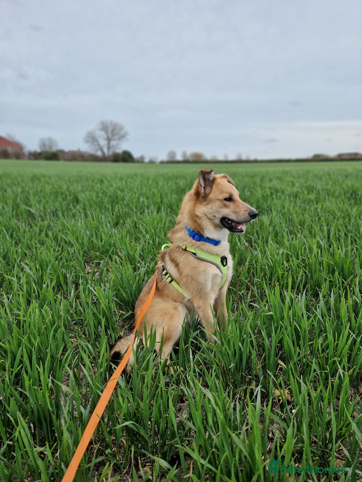 Cactus (yanik) photo 9